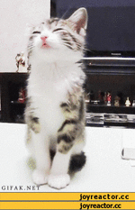 6%D0%B8%D0%B2%D0%BD%D0%BE%D1%81%D1%82%D1%8C-741832.gif