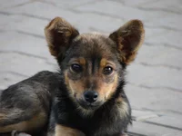 DSC01082.webp