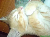 DSC00660_изменить размер.webp