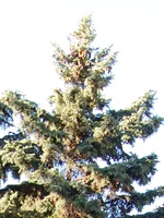 2a.webp
