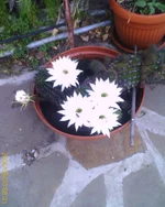 kaktys.webp