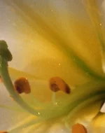 5 Эпсон 2580 4800 дпи Качество в Фш - 9.webp