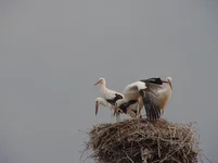 DSC05211_resize.JPG