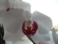  133.webp