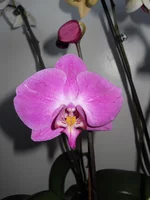  225.webp