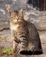 DPP_00984.webp