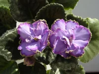 P2160002 - копия.webp