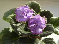 P2160004 - копия.webp