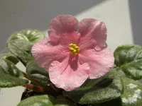 P2160007 - копия.webp