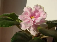 P2160012 - копия.webp