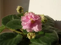 P2160018 - копия.webp