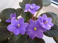 P2160022 - копия.webp