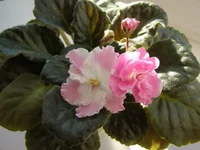 P2160037 - копия.webp