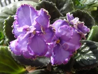 P2190002 - копия.webp