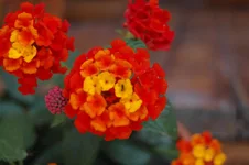 DSC_0134.webp