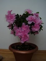 P1240217.webp