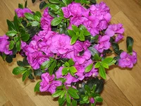  014.webp