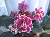 Red Lantern_9680lll.webp