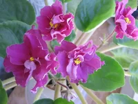 -День победы_9675lll.webp