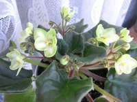 Emerald Love_9673lll.webp
