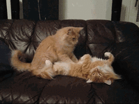 1374157276_857154646.gif