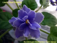 Lion's Plum Pudding.webp