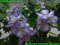 optimara evere grace.webp