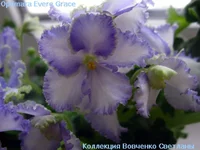 optimara evere grace2.webp