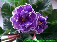 ultra violet nebula.webp