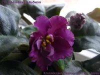 -туманный альбион.webp