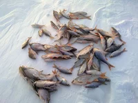 20022011240.webp