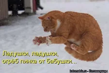 berloga_net_1991186463.webp