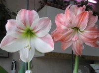 .webp