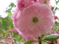 IMG_3483дддд.webp