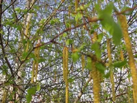IMG_3435lllll.webp