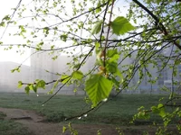 IMG_3436lll.webp