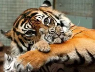 1204976395_03_animal_planet.webp