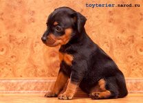 pinscher_dd6-6.jpg