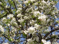  069.webp