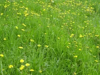  054.webp