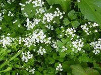  071.webp