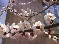 DSC00029.webp