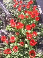 DSC00042.jpg