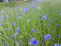 DSC00169.webp