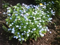 DSC03610.jpg