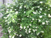 DSC04029.jpg