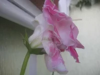 Satisfaction 2_thumb.webp