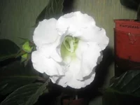 White Bird3_thumb.webp