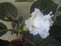 White Bird4_thumb.webp