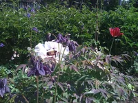 IMG_1353.webp
